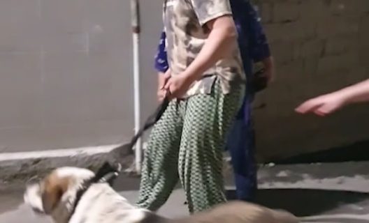 «Валите в свою Корею»: в Ташкенте мужчина с псом набросился на двух девушек — видео