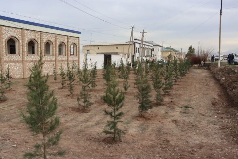 Новый скандал с «Яшил Макон»: Экологов принуждают учитывать несуществующие деревья