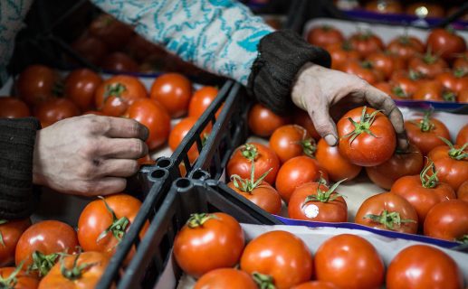 В Узбекистан вернули зараженные помидоры из России