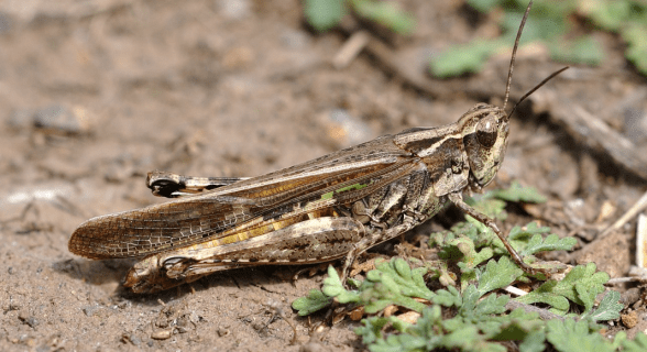 Узбекистан атаковала саранча: власти начали борьбу с насекомыми — видео