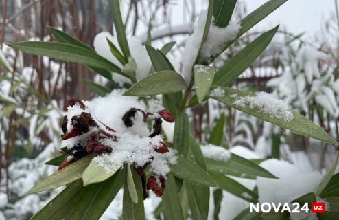 В Узбекистане посреди весны выпал снег