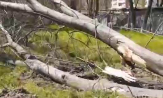 В Ташкенте возбудили уголовное дело после очередного уничтожения деревьев — видео