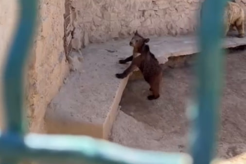 «Медведи превратились в собак»: посетителей ужаснул зоопарк Термеза — видео