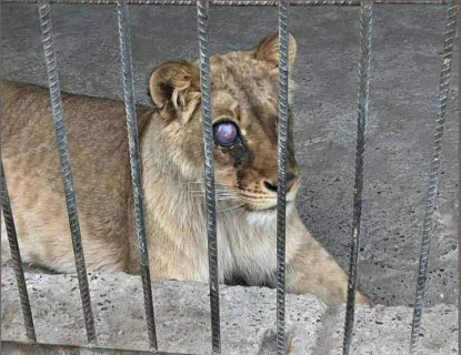 В Фергане обеспокоились состоянием львицы в зоопарке