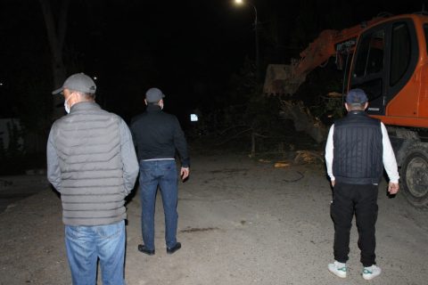 В Ташкенте поймали «древесную банду», рубящую по ночам деревья