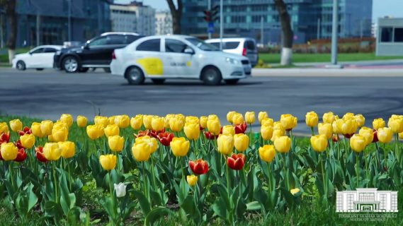 В Ташкенте закупят и посадят цветы на миллиарды сумов
