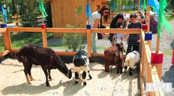 В Ташкенте открылся контактный зоопарк, где можно покормить и потрогать обитателей — видео