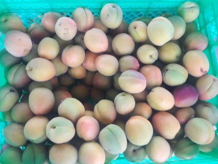 В Узбекистане поспели абрикосы
