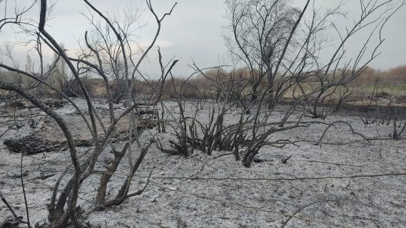 В Ташобласти неизвестный сжег полторы тысячи деревьев и избежал наказания