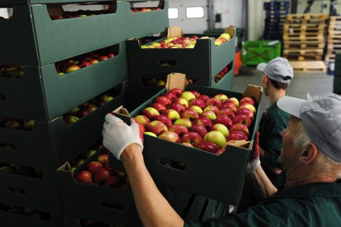 Минимальные экспортные цены могут ударить по экспорту фруктов и овощей Узбекистана