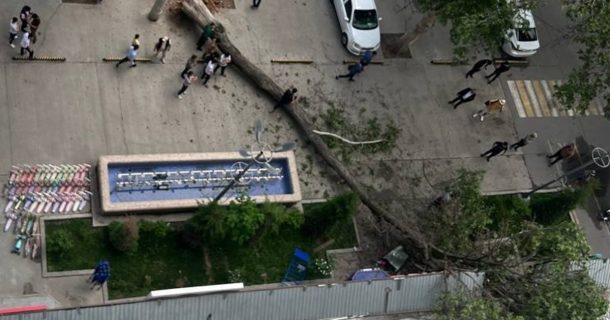 В Ташкенте ветер сдул дерево на магазин в доме — видео