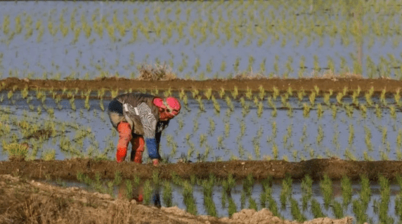 Узбекистанцы смогут работать на полях Кореи