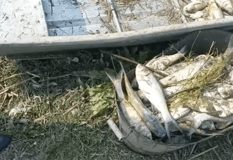 Жители Ташобласти забили тревогу из-за умирающей рыбы от сбросов фабрики