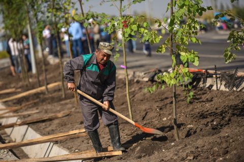 Под Ташкентом погибли деревья «Яшил макон» почти на полтора миллиарда