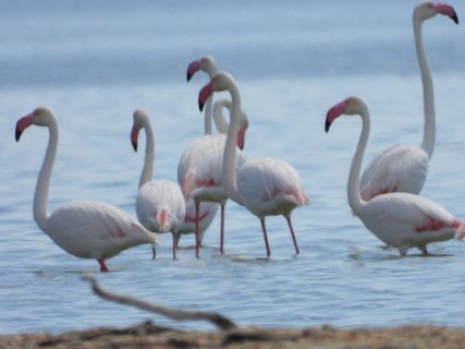 На озеро Саракамыш в Каракалпакстане прилетели краснокнижные фламинго