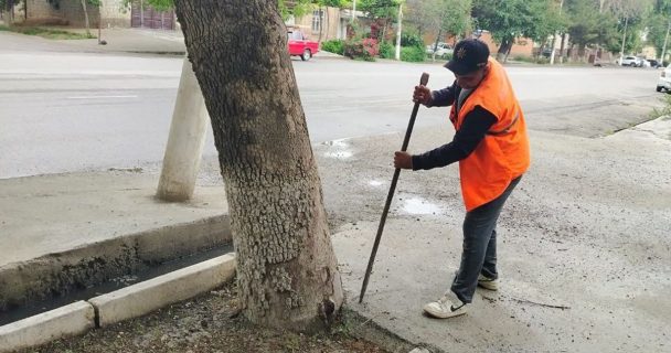 В Самарканде началась акция «Дайте деревьям вздохнуть»