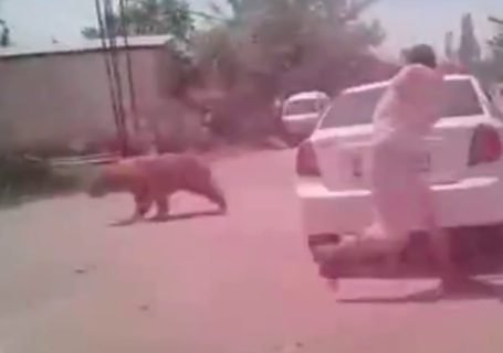 В Сурхандарьинской области медведь напал на жителей — видео