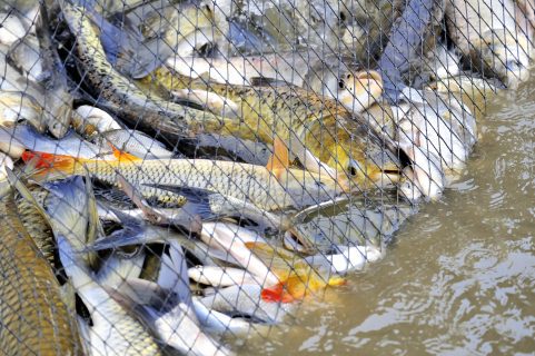 В Узбекистане стали больше вылавливать рыбу