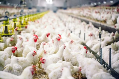 В Узбекистане будут больше делать мяса птицы и яиц