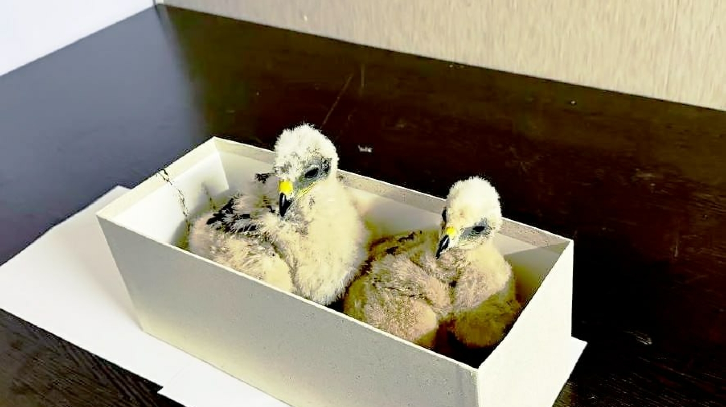Узбекистанец пытался вывезти в Казахстан двух птенцов ястреба в коробке