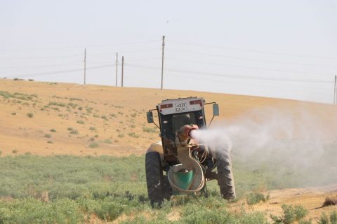 Узбекистан борется с саранчой