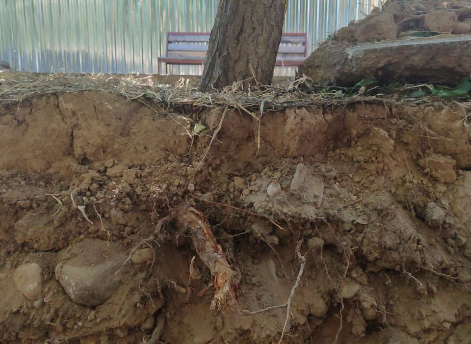 В Ташкенте строители прокопали яму прям по корням деревьев — видео