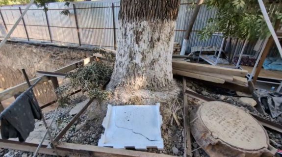 В Ташкенте строители во время работ повредили дерево — видео