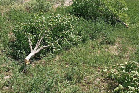 В Самарканде неизвестный срубил семь деревьев