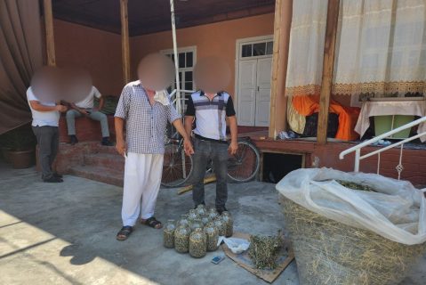 В Ферганской области мужчина выращивал в огороде марихуану