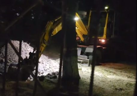 В Ташкенте ночью рабочие со спецтехникой выкапывали деревья у школ — видео