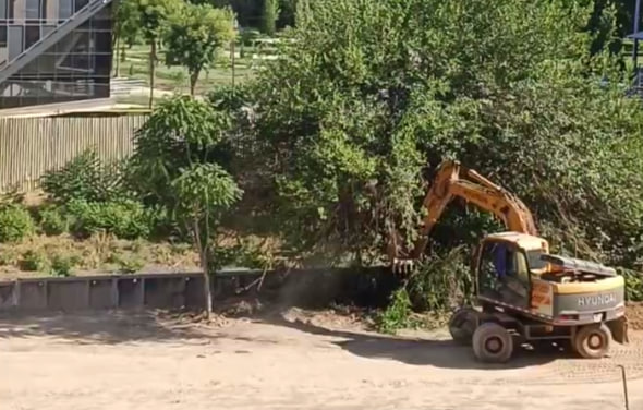 Жители обеспокоились массовым уничтожением деревьев в одном из районов Ташкента — видео