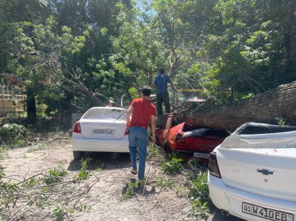 В Ташкенте дерево рухнуло и раздавило под собой автомобиль