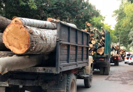 Названа общая сумма ущерба природе от вырубки деревьев в Ташкенте