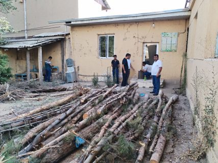 В Самаркандской области строители незаконно срубили 31 редкое дерево