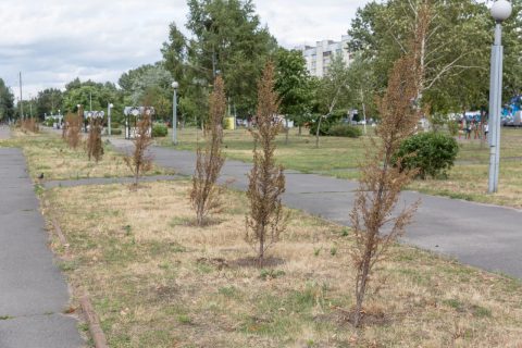 Вдоль дороги из Ташкента в Термез засохли десятки тысяч саженцев