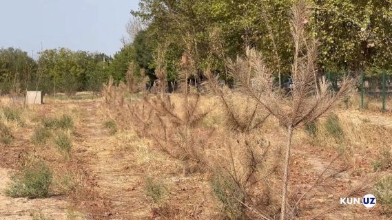 В Самарканде засохли парки, которые разбивали вместе с международными делегациями