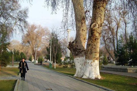 Вековые деревья Узбекистана включили в международный список Monumental Trees