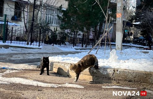 Какую погоду ждать узбекистанцам на Новый год?