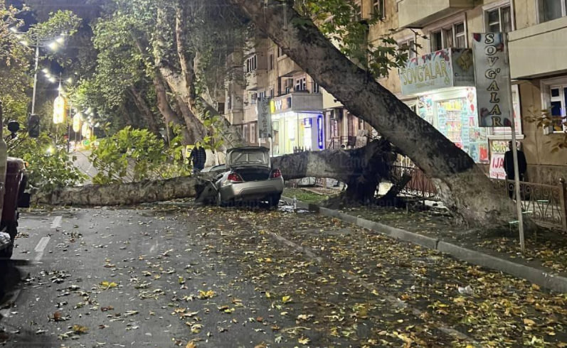 В Коканде большое дерево упало и раздавило автомобиль — видео