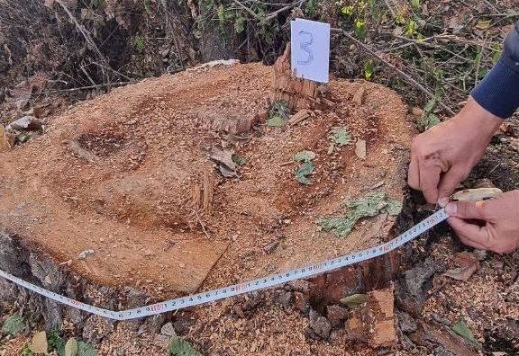 В Ташобласти мужчина срубил пять деревьев и нанес полумиллиардный ущерб