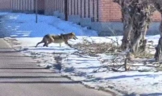 Волки прошлись по Ташкентской области и напугали жителей — видео