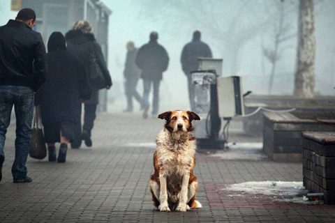 В Узбекистане может появиться закон о защите животных от жестокого обращения