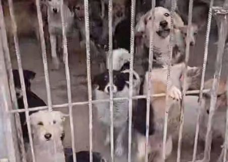 Волонтеры забили тревогу из-за слухов о намерении усыпить тысячи собак в отлове в Самарканде