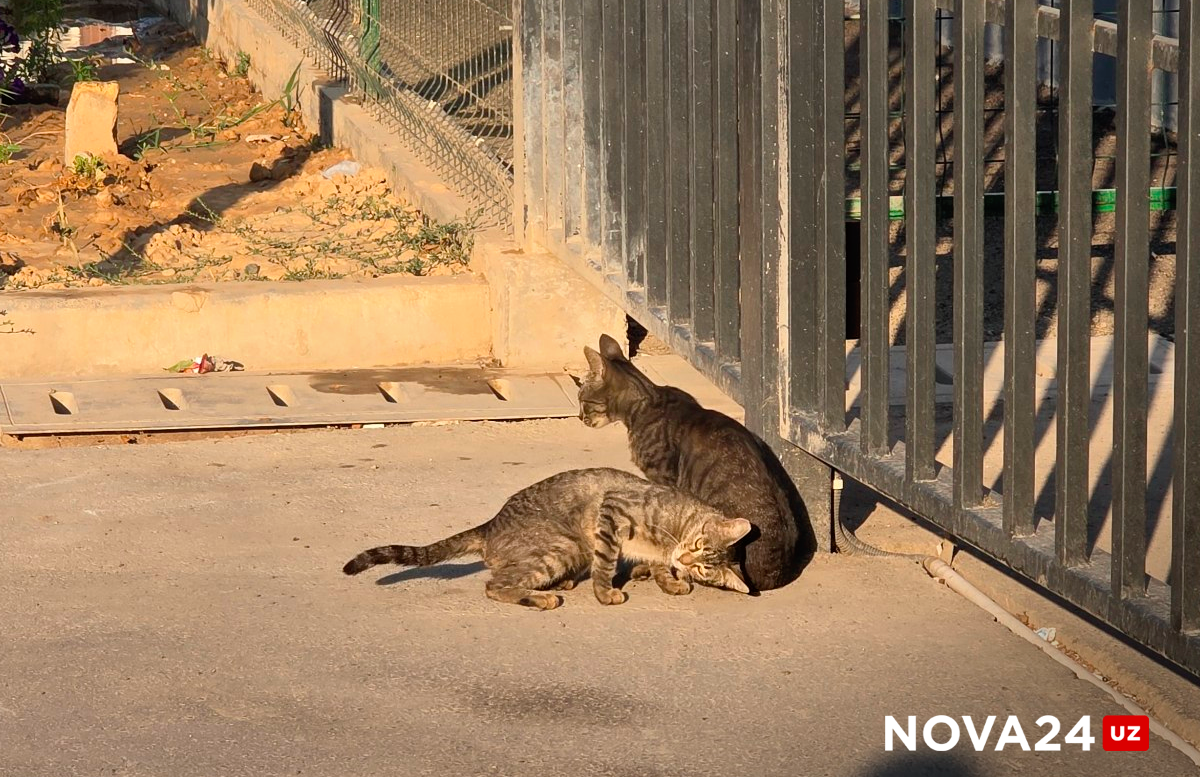 Vaginal Creampie ni onlayn tomosha qiling