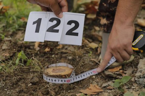 По факту крупной вырубки деревьев в Ташкенте возбуждено уголовное дело