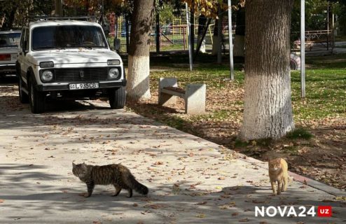 Тепло, без осадков: погода на 12 ноября