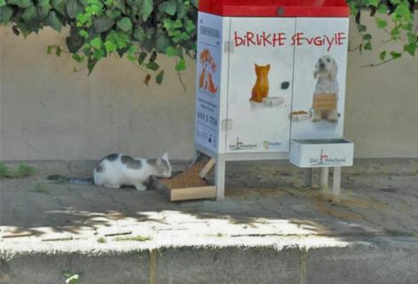 В Ташкенте появятся автокормушки для уличных кошек