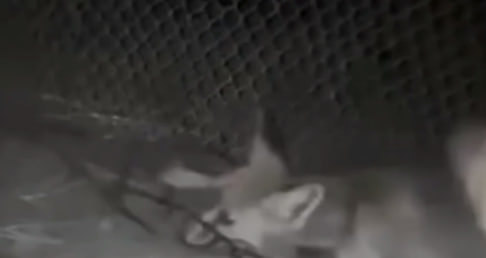 В Кашкадарье мужчина заснял на видео избиение лисы