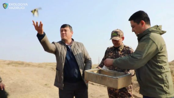 В Ташобласти мужчина незаконно отловил черноголовых щеглов