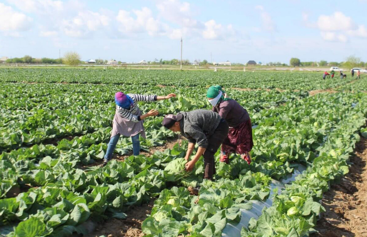 Узбекистан увеличит подачу воды для казахстанских фермеров